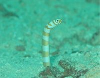 バリカサグ島のマクロ派