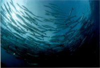 ボホール魚の群れ
