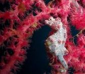 マクロの魚達