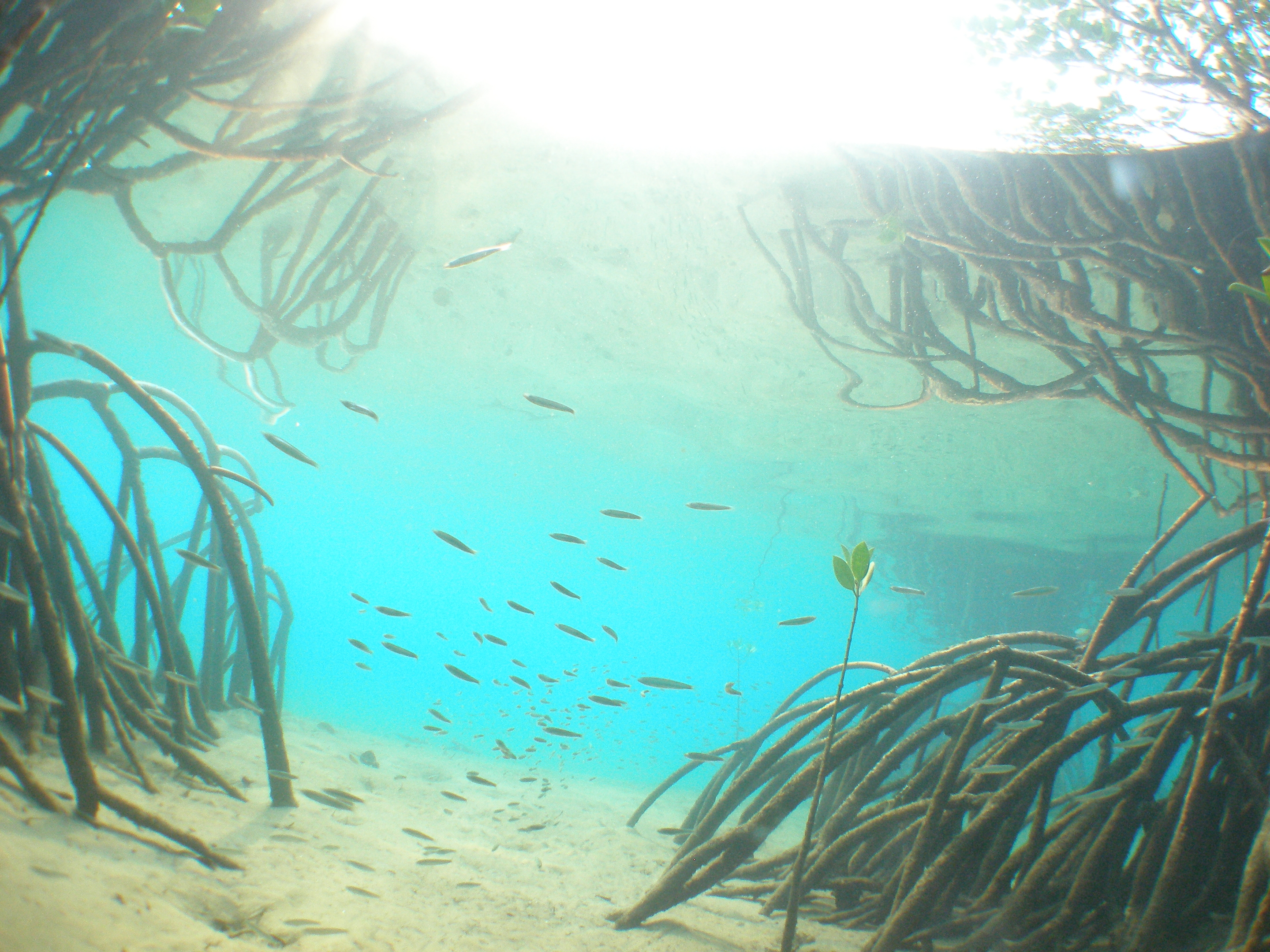 浅場でレアな生物をフィッシュウォッチング
