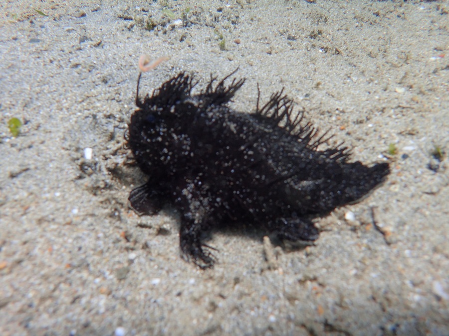 マクロの魚達