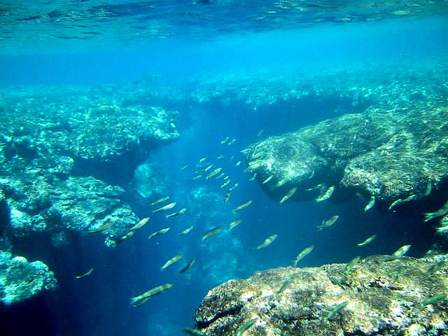 粟国島 海の中 粟国島 海の中