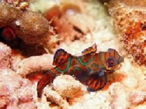 マクロ生物