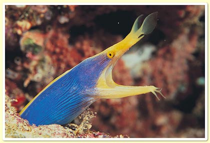 ウミウシ