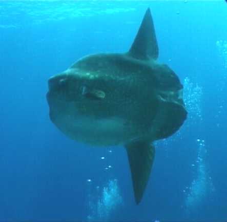 マンボウ