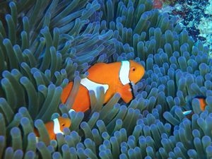 海人（カイト）