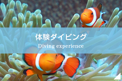 体験ダイビング Diving experience