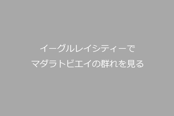 イーグルレイシティーでマダラトビエイの群れを見る