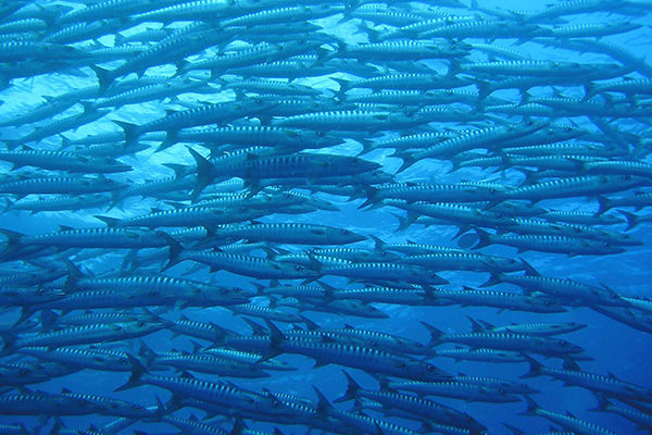 大物・魚群が狙える人気NO.１ブルーコーナー
