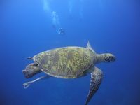 ウミガメ